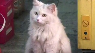 Kucing kecil yang membuat orang langsung jatuh cinta pada pandangan pertama