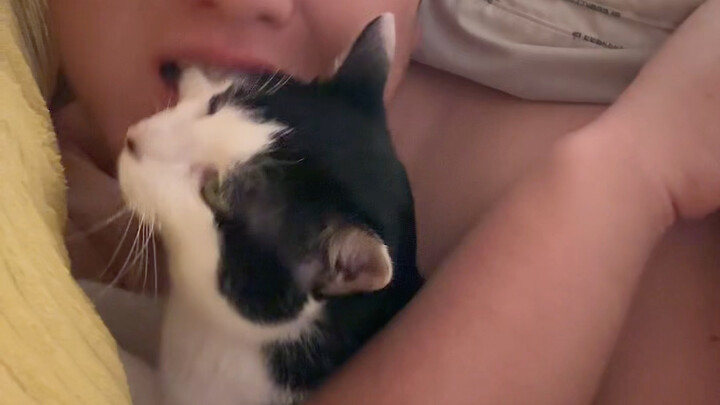 Taste a special cat head!