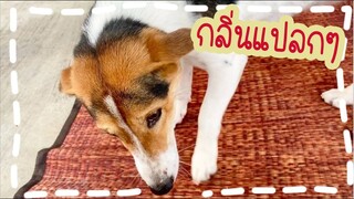 โลกของแสนดี ตอน เสื่อคืออะไร?