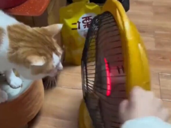 How far will cats go to stay warm in winter?