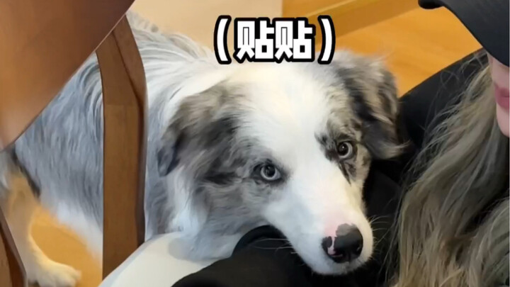 การเลี้ยงสุนัขให้คนอื่นมาสามปีเป็นอย่างไร