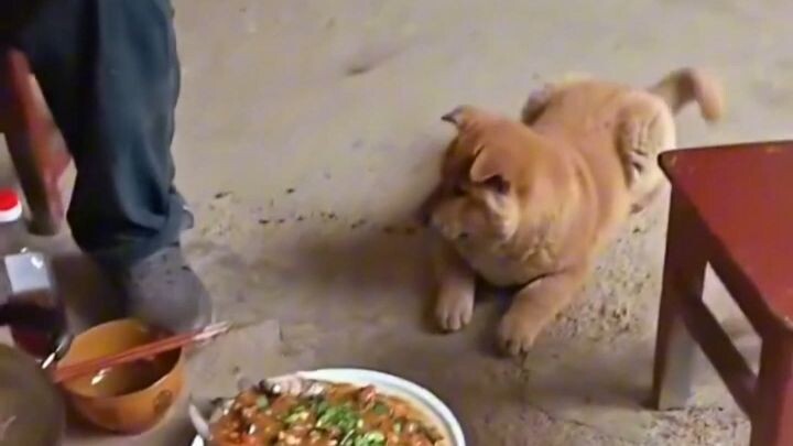 A super polite, chubby little puppy at grandma and grandpa’s house