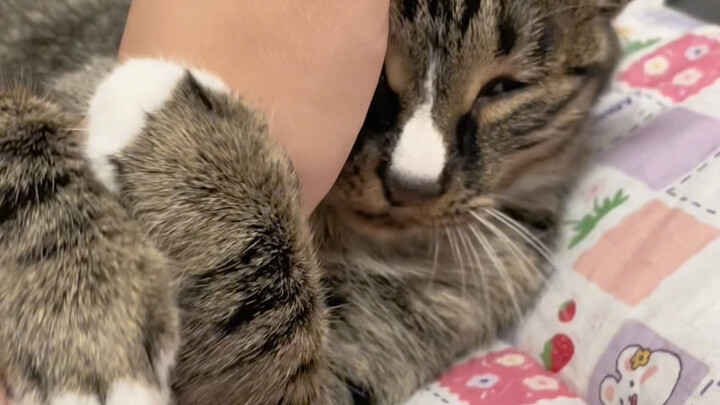 When a calico cat is being cute with you, never rush her—otherwise she’ll start fussing at you!