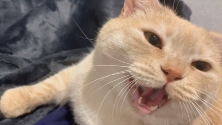 15 seconds to show you why you should get an orange cat—so heartwarming!