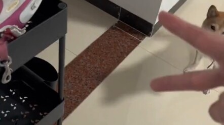 Chú chó chờ bạn cả ngày