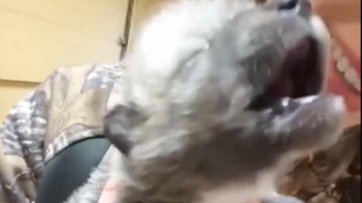 Newborn wolf pups actually sound like this