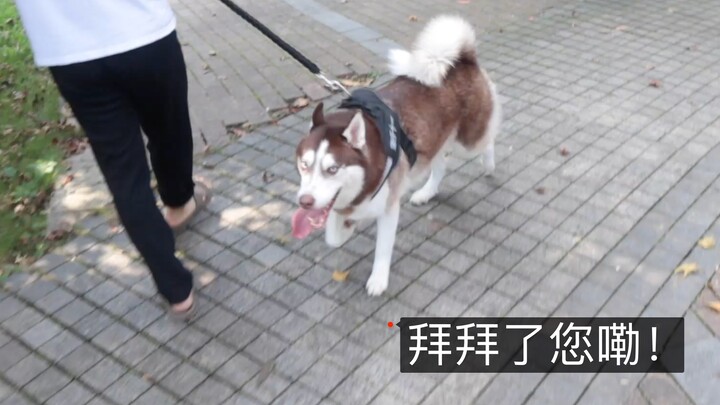Terbukti, jangan sekali-kali bilang ke anjing Siberian Husky “jangan ikut”, kalau tidak, kamu benar-