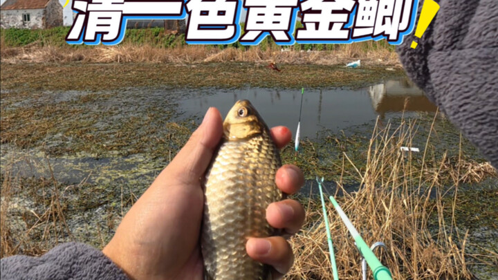 Mulut ganas di sungai liar, serba ikan mas emas!
