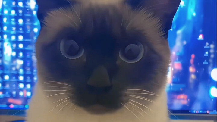 This cat actually meows like this!