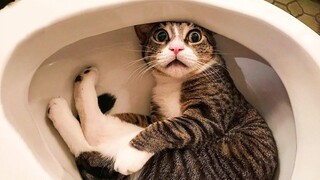 Funniest Cats 😹 - อย่าพยายามกลั้นเสียงหัวเราะ 😂 - Funny Cats Life