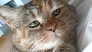 Perlu meningkatkan pasokan makanan kucing agar perut kucing dapat berkembang secara berkelanjutan