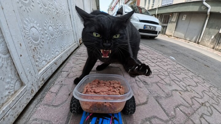 Feeding Street Cats – Day 1🐱❤️