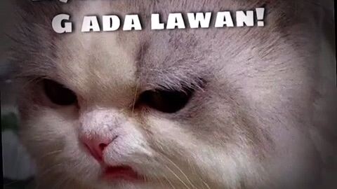 punya Watashii><