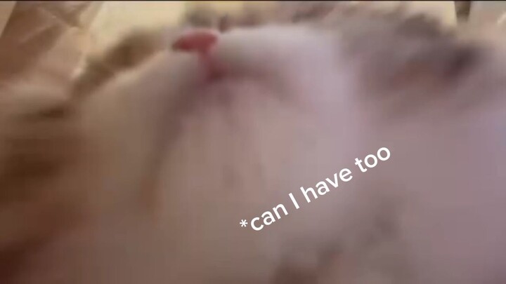 meow