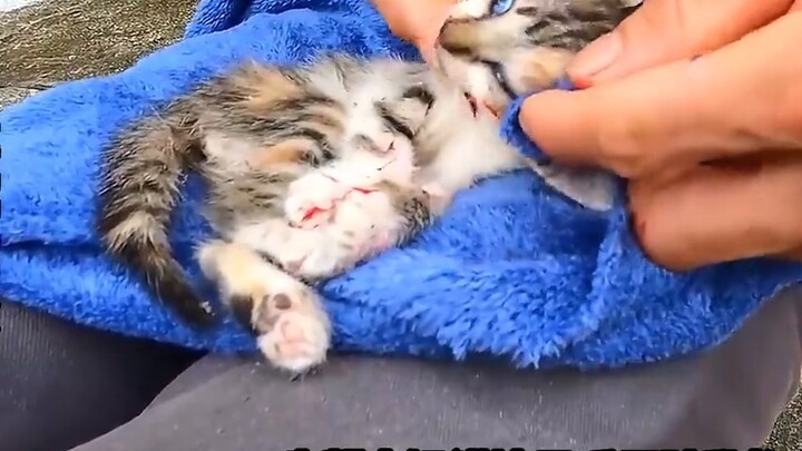 After the stray kitten was hit, how eager humans are to lend a helping hand, I really hope it can be