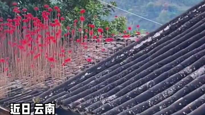 ดอกไม้ป่าบนหลังคาบ้านเก่าได้แย้มบานอย่างเงียบๆ เสียแล้ว ถึงเวลาที่ต้องกลับบ้านอีกครั้งเสียที