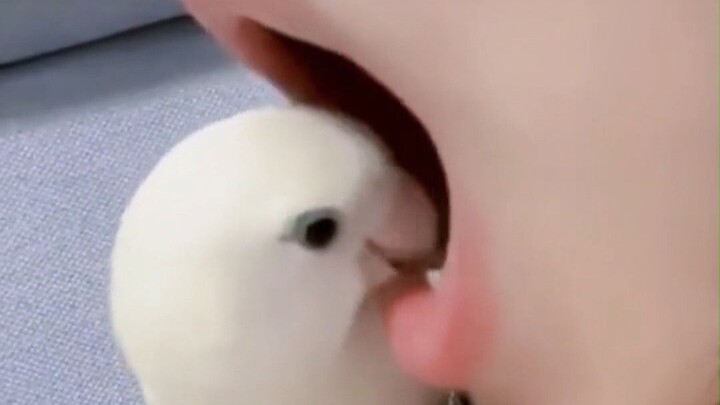 “Con vẹt: Một mùi hôi thối bốc lên ngập trời!”