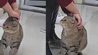 [Satwa] [Cat Person] Menghibur, Kucing ketagihan dengan guncangan nenek