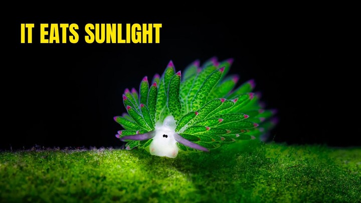 Nature Broke the Rules With This One
