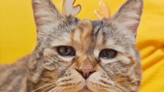 没错我是个龙猫