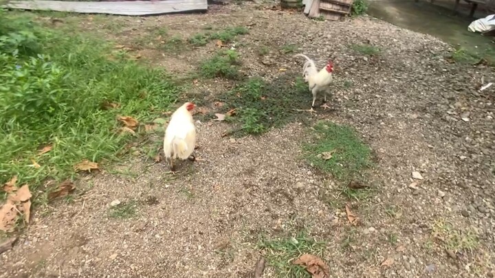 Latest spar of my white kelso broodstag vs another white kelso