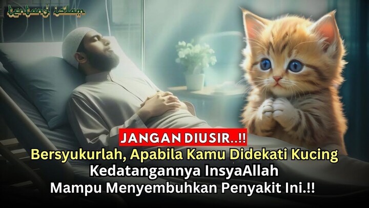 BERSYUKURLAH APABILA KAMU DIDEKATI KUCING, ADA 5 PERTANDA INI DARI ALLAH SWT‼️ Fakta Islam