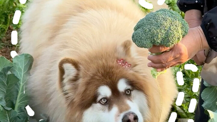 Bro, aku nggak peduli kamu miskin! Pesan aja banyak-banyak! Hidup kita tetap bisa jalan kok!