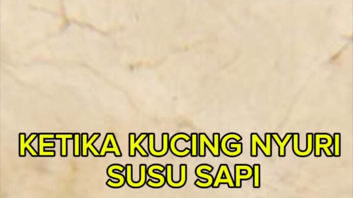 KETIKA KUCING MENCURI SUSU SAPI