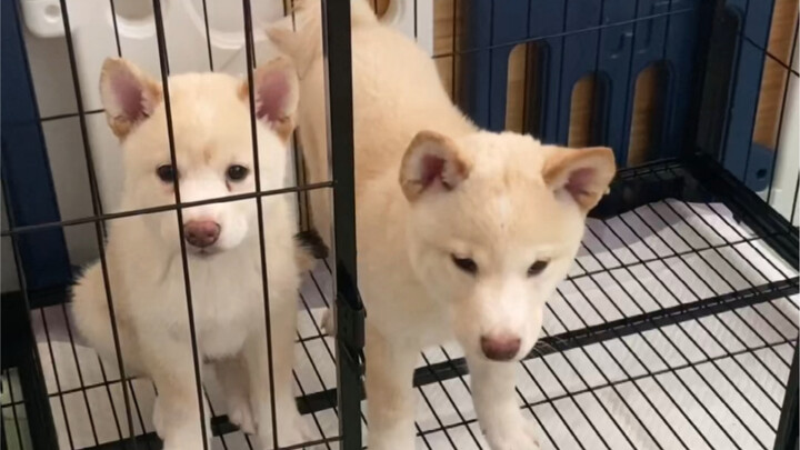I heard Shiba Inus are hard to handle?