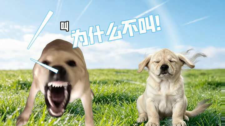 Big dog, big dog, woof woof woof! The puppy is blogger @WangWangGrowthStory.