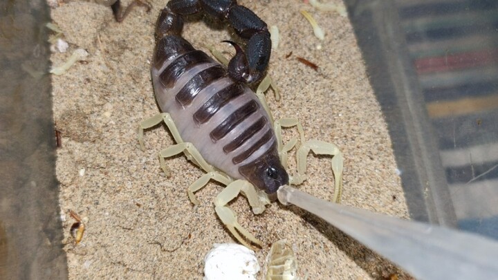 Memberi minum kalajengking