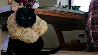 Apa reaksi kucing di rumahku setelah aku bersembunyi? Foto terakhir dalam video ini adalah foto pali