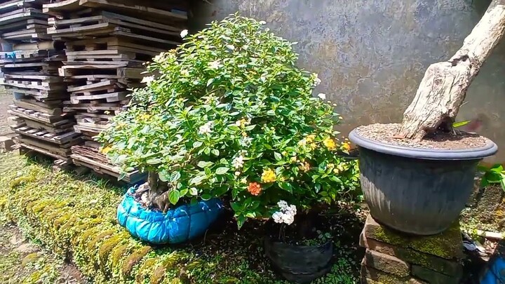 inspirasi aneka koleksi bonsai lantana hasil berburu