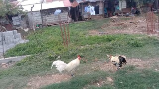 Kanawayon vs Puti Spar