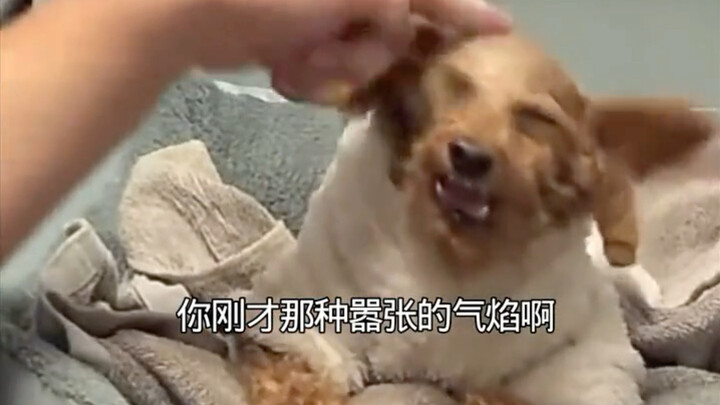 Foreign teacher disguises sugar to sneak attack Brother Momo.