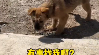 The puppy met its guardian angel