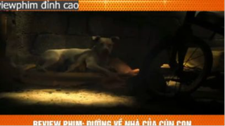 cô chó vượt 600km p1 #reviewphimdinhcao