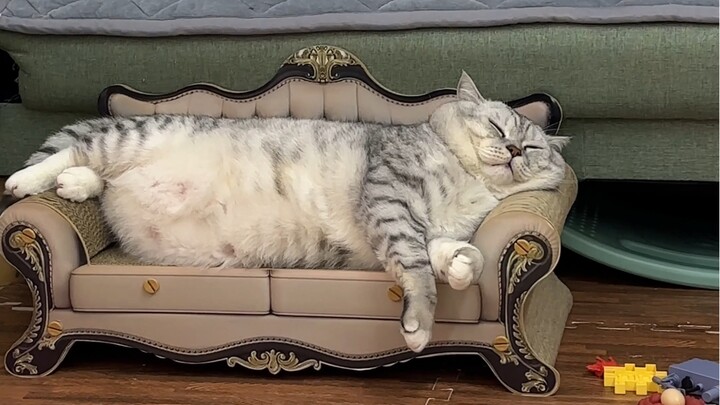 Đại Tráng ngủ ngon quá.