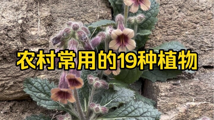 19 Common Plants Used in Rural Areas