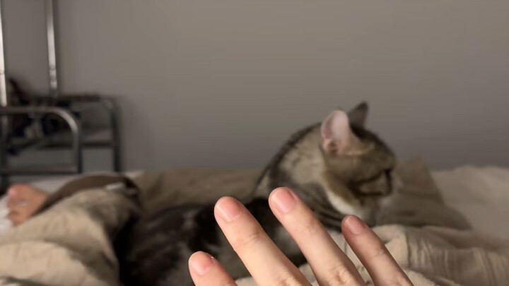 كيف يمكن لمن يحب القطط أن يكذب؟