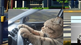 【Cat meme】Go to the case with Momo: Street car battle to catch drug dealers