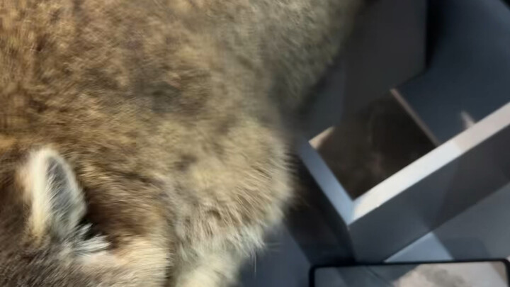 Look down on everyone, even climb onto the roof and rip off the tiles #Raccoon