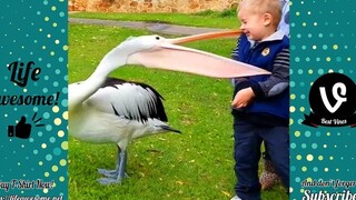 Try Not To Laugh - Best Funny Videos Can Make Your Day LIFE AWESOME