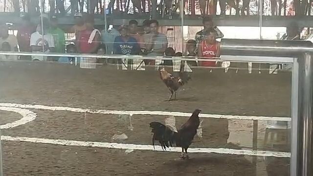 Peruvian cross - Loss 3rd fight