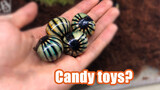 Gemstone Pill Millipedes, Cute Insect With Shiny And Hard Covering 