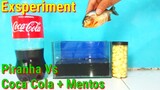Experiment: Piranha vs Coca Cola + Mentos