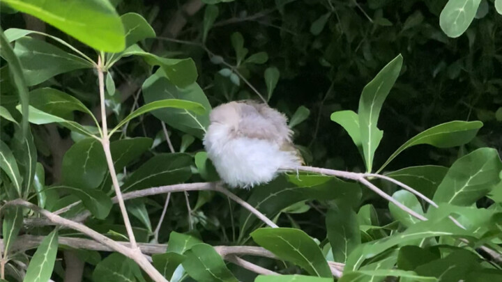 Sekitar waktu aku mencabut dahan-dahan untuk mengintip burung-burung yang sedang tidur di tengah mal