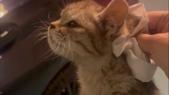 I even found a little cat!