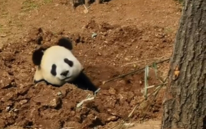 Panda raksasa Feiyun melakukan gerakan jungkir balik sambil menggali lubang, aksinya penuh energi se