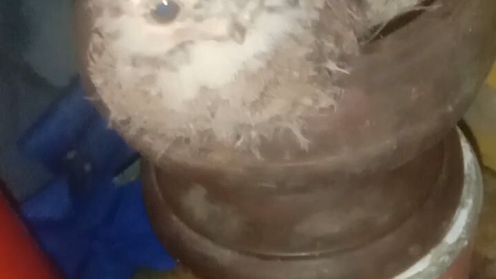 jenis burung apa ini.??